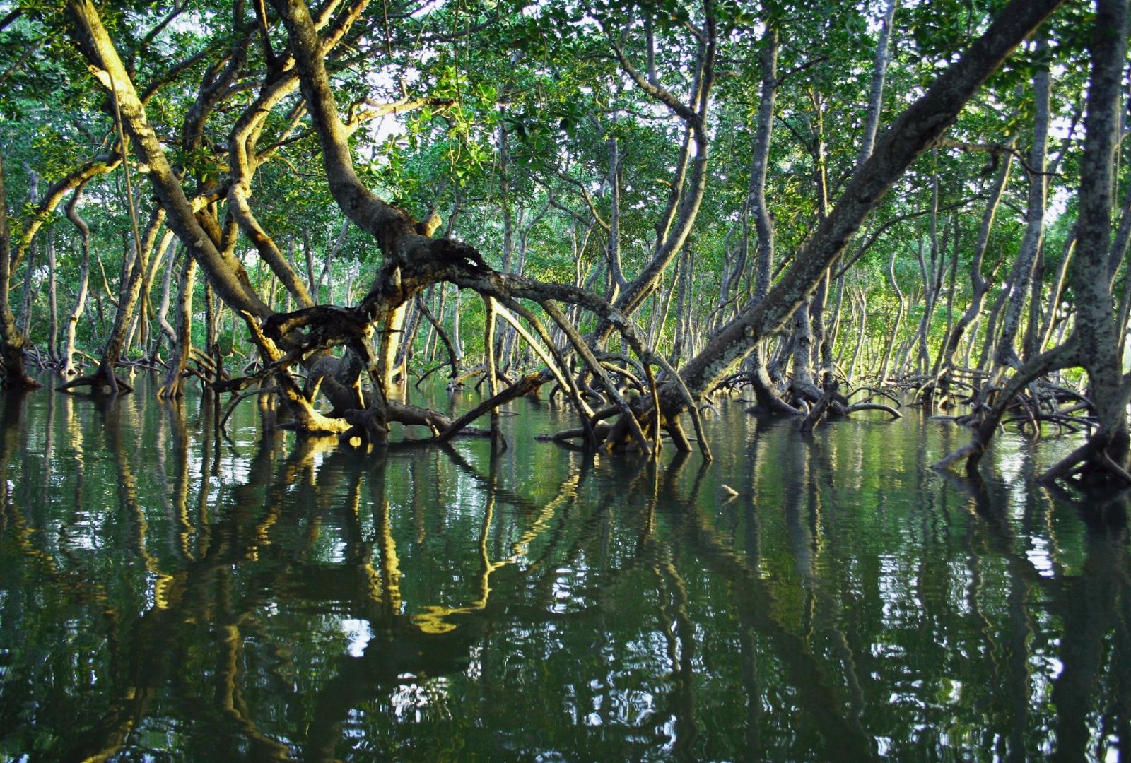 Unlocking Potential: The Multiple Benefits of Blue Carbon Ecosystems