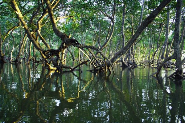 Unlocking Potential: The Multiple Benefits of Blue Carbon Ecosystems