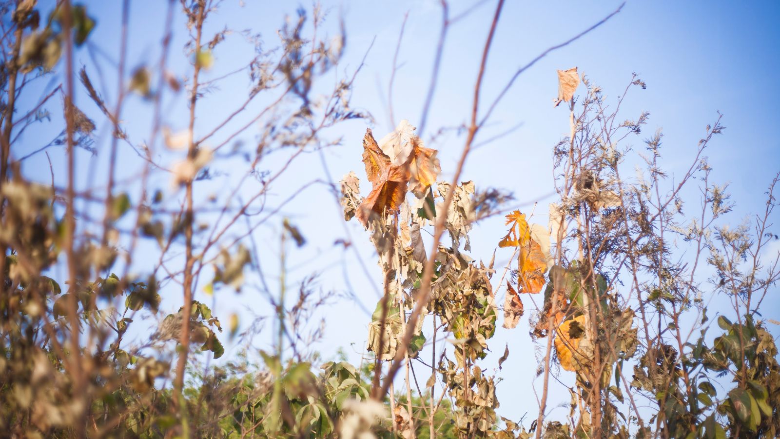 Studying the Impact of Heat Stress on Ahmedabad’s Biodiversity