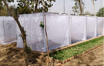 Contemporary Climatic Trends Might Predict Ectothermic Insects’ Population Dynamics in the Future