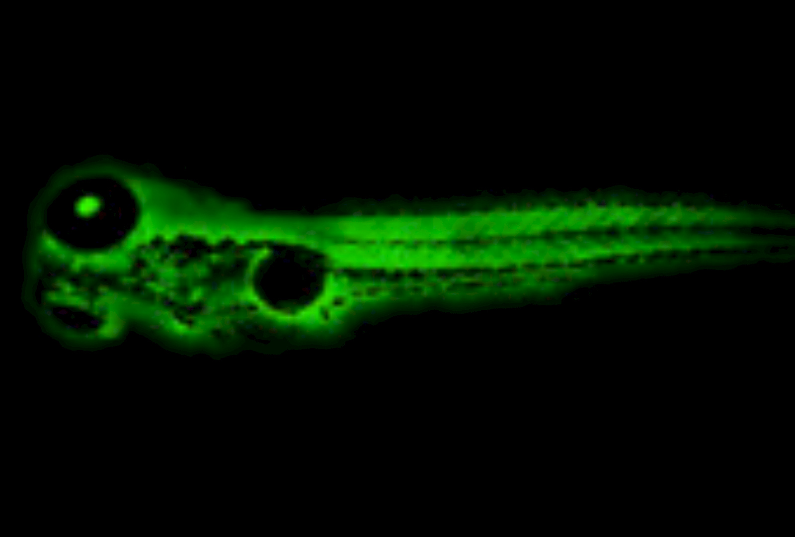 Zebrafish Larvae