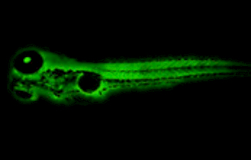 Zebrafish Larvae