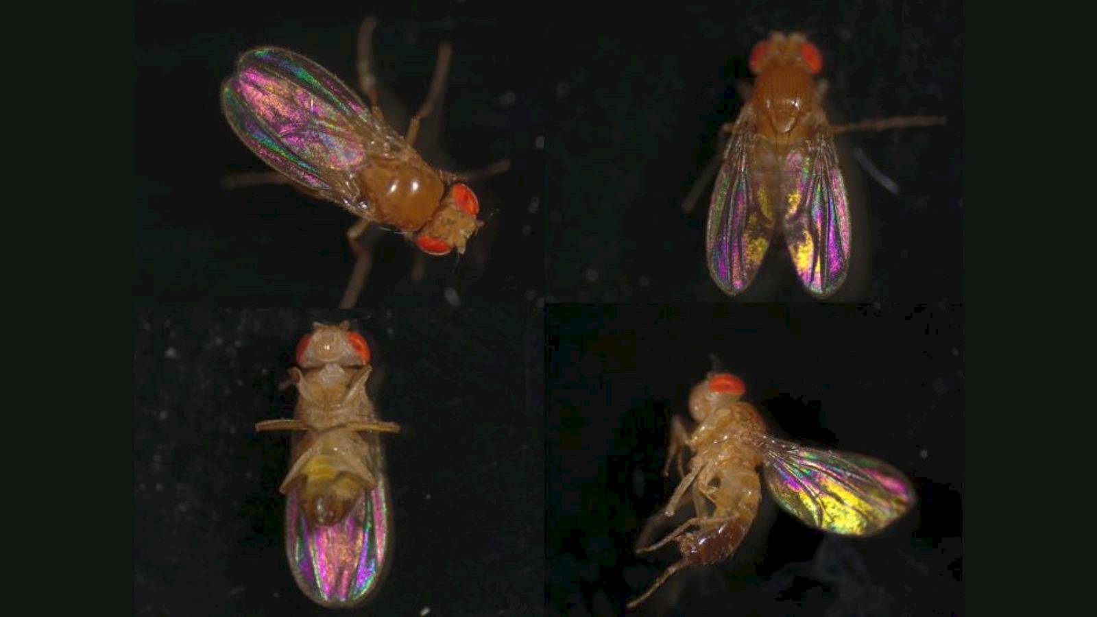 Structural Colouration in Insect Wings