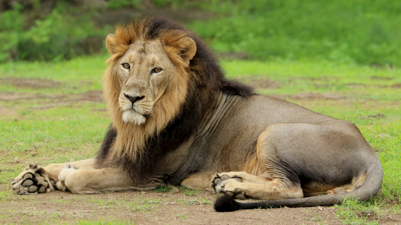 16th Asiatic Lion Census