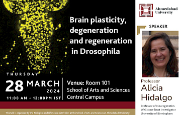 Brain Plasticity, Degeneration and Regeneration in Drosophila