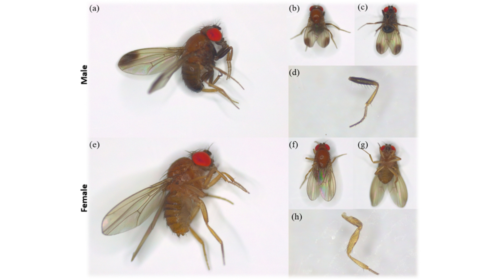 Subhash Rajpurohit Animal Taxonomy