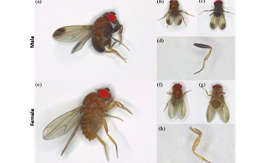 Subhash Rajpurohit Animal Taxonomy